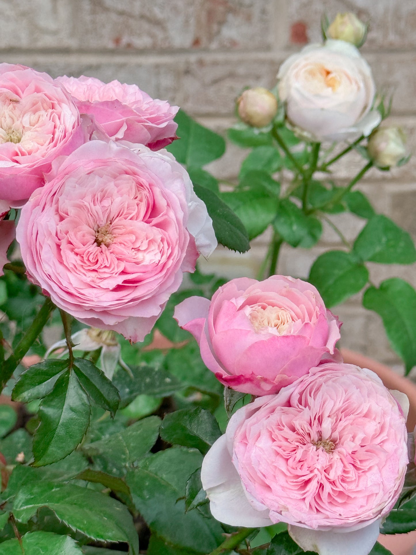 Jane Austen Roses Set of 4 Digital Download