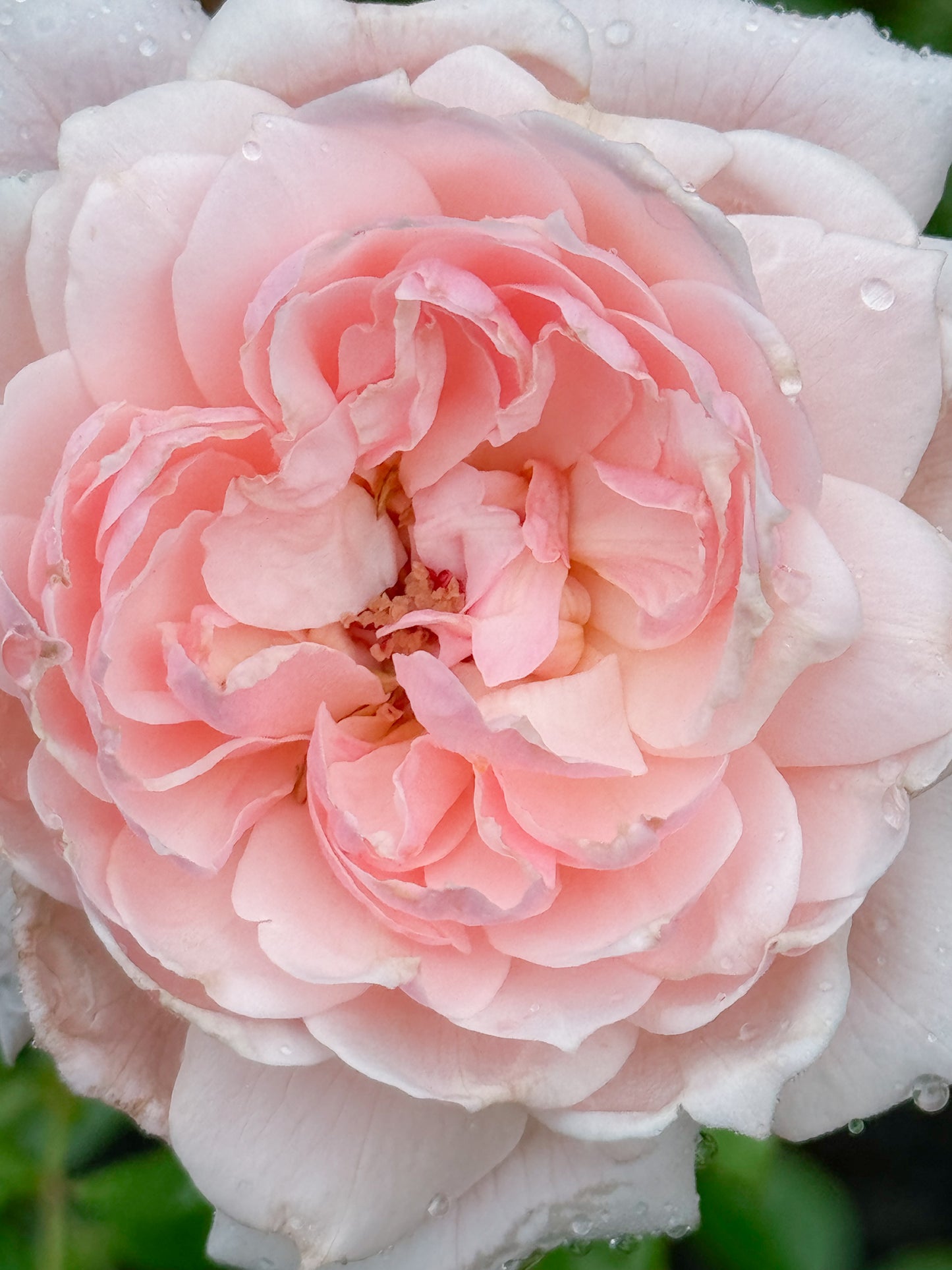 Quietness Rose Digital Download