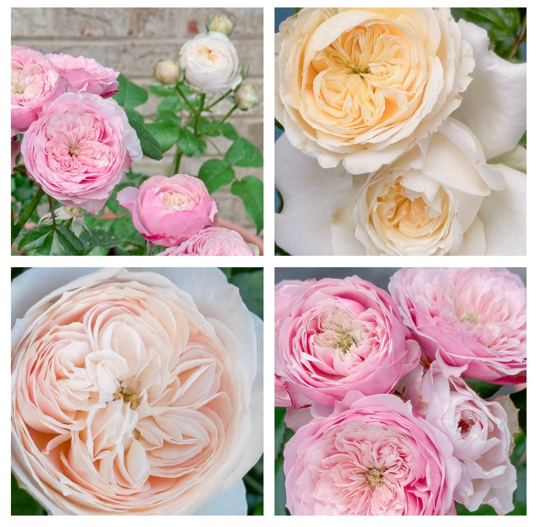 Jane Austen Roses Set of 4 Digital Download