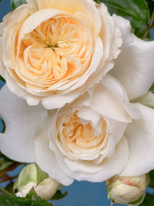 Persuasion Rose Digital Download