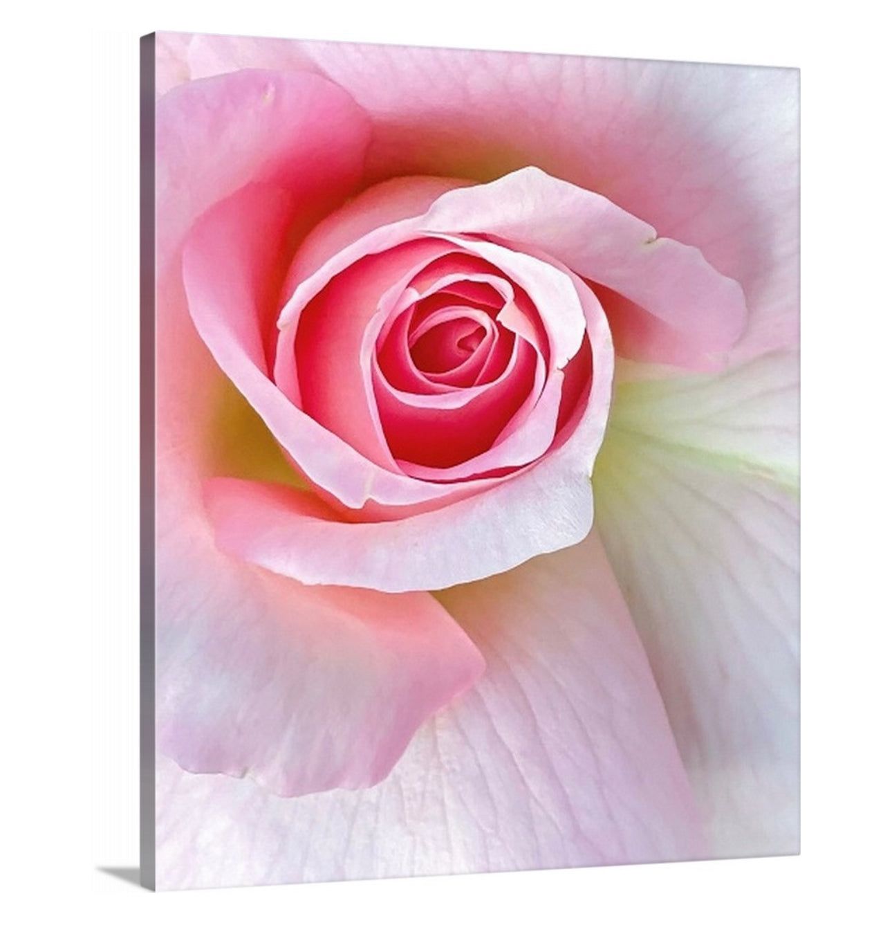 Pastel Pink Rose Swirl Floral Gallery Wrapped Canvas Art