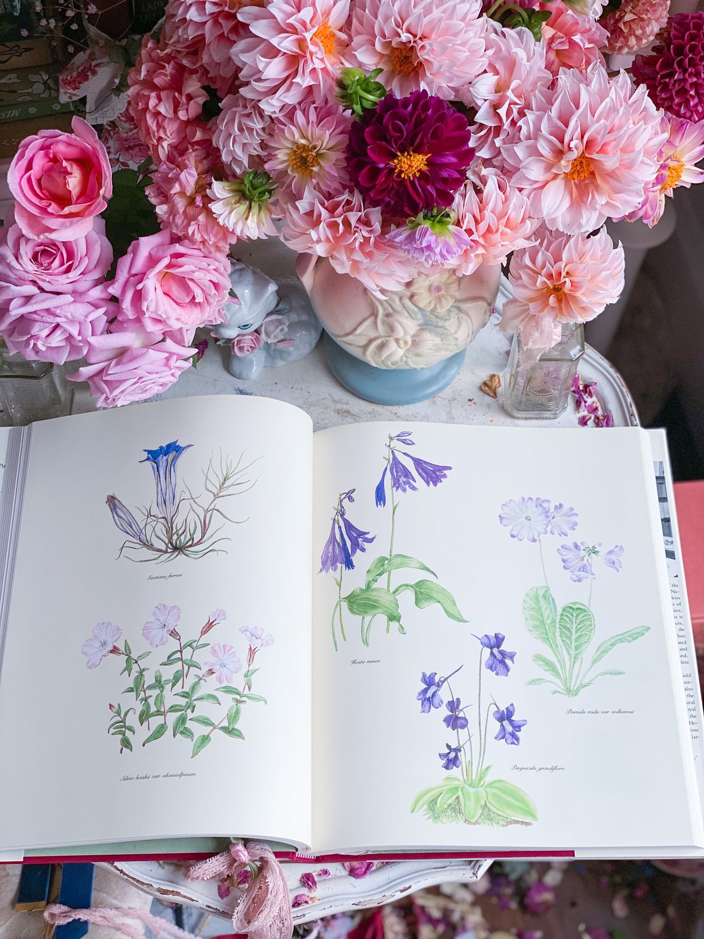 Vollständige Blumengemälde und Zeichnungen von Graham Stuart Thomas 