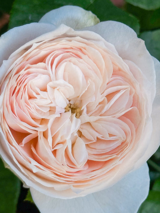 Emma Woodhouse Rose Digital Download