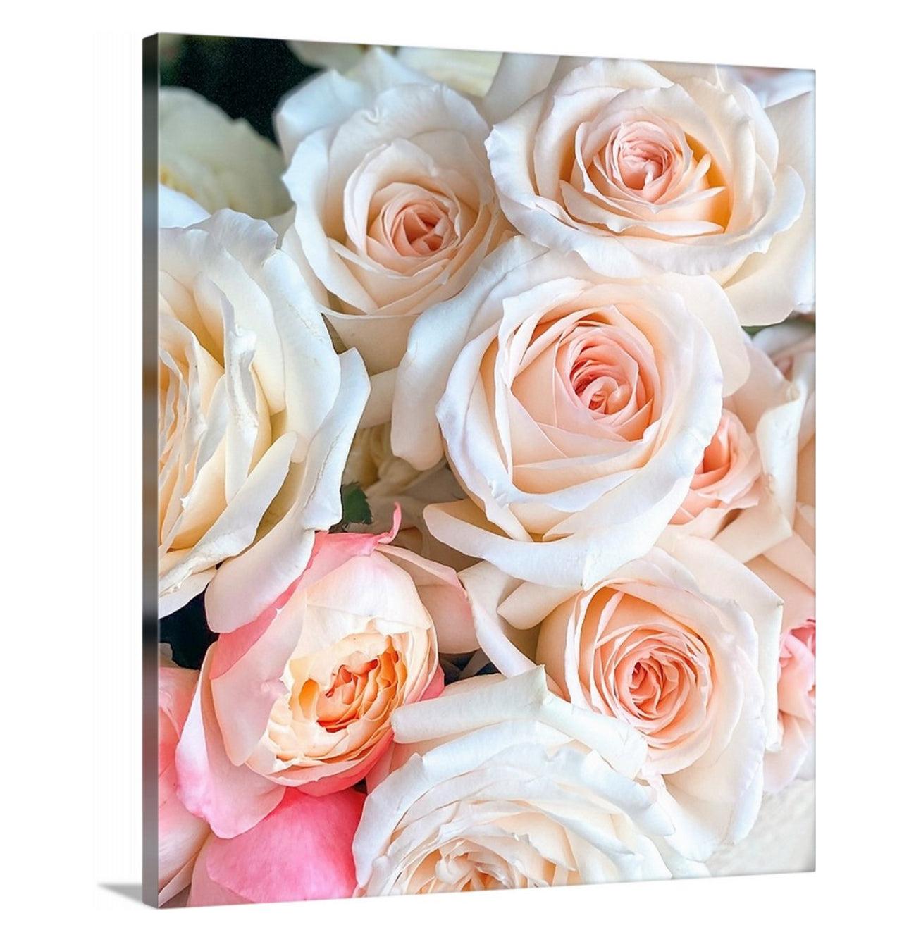 Cream Rose Gallery Wrapped Canvas Art