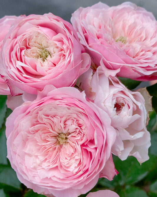 Northanger Abbey Rose Digital Download