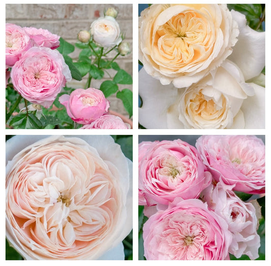 Jane Austen Roses Set of 4 Digital Download
