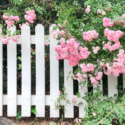 White Picket Fence and Pink Roses Gallery Wrapped Canvas