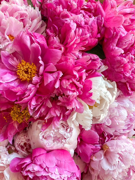 Öffnen Sie eine Galerie mit rosa Pfingstrosen auf Leinwand