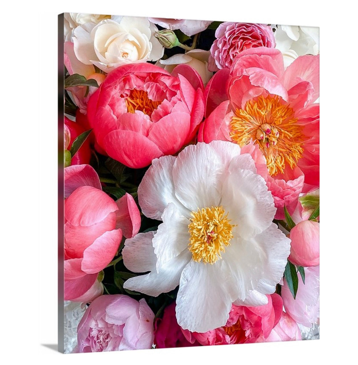 Lienzo envuelto en galería de peonías blancas y rosas