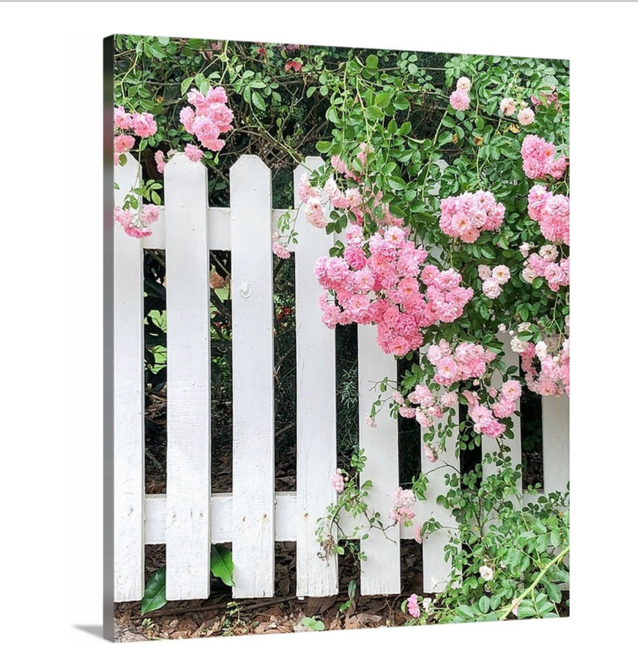 Galerieverpackte Leinwand mit weißem Lattenzaun und rosa Rosen