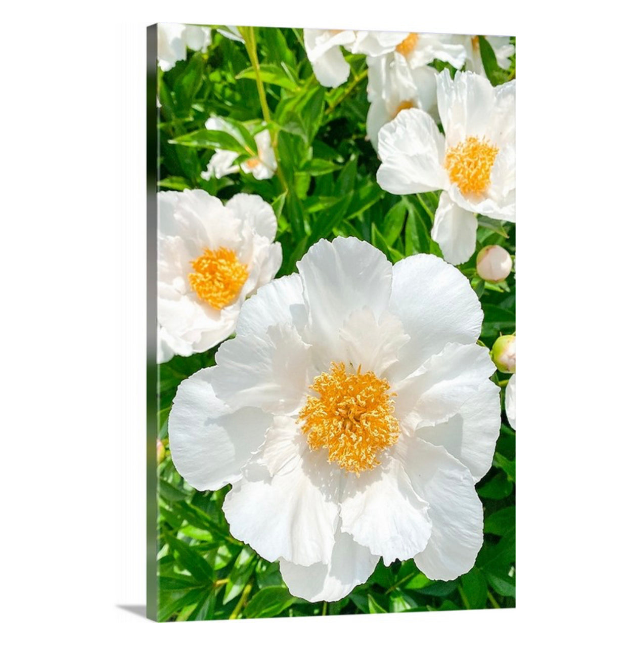 White Peonies Gallery Wrapped Canvas