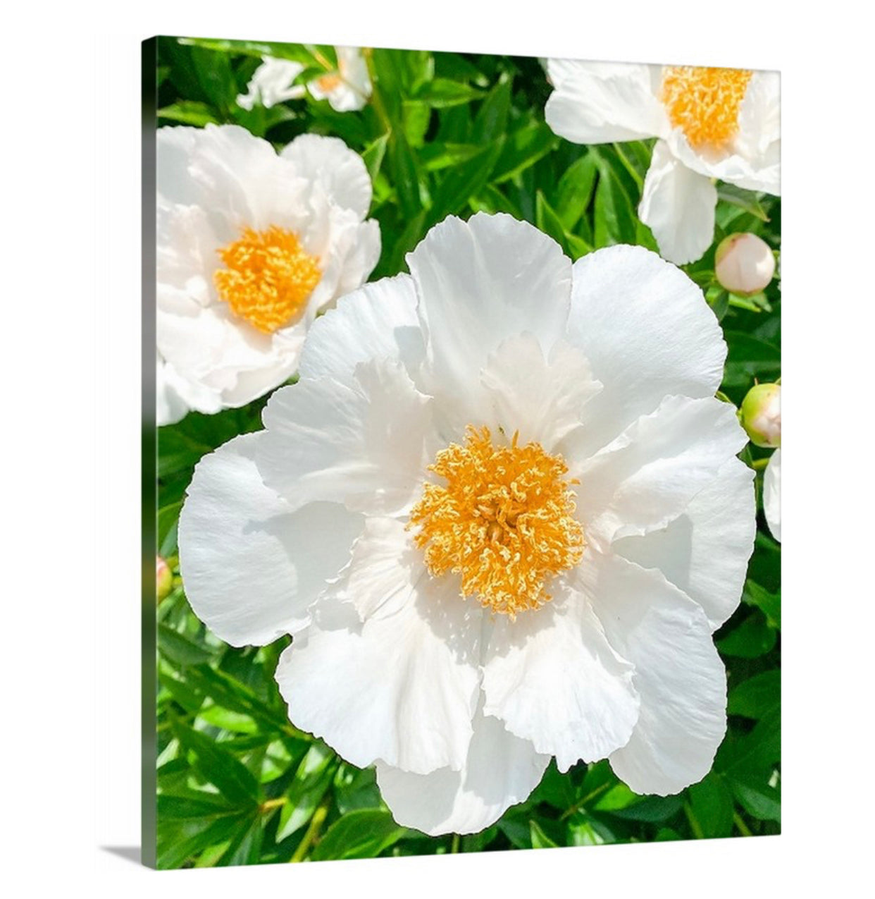 White Peonies Gallery Wrapped Canvas