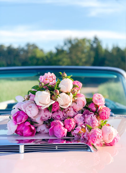 Pink Peonies and Thunderbird Gallery Wrapped Canvas