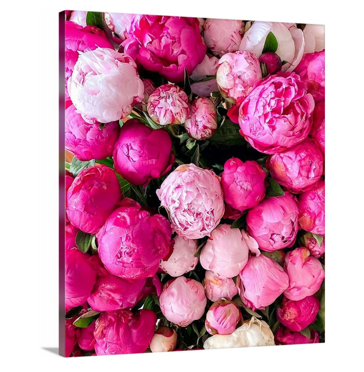 Budded Pink Peonies Gallery Wrapped Canvas