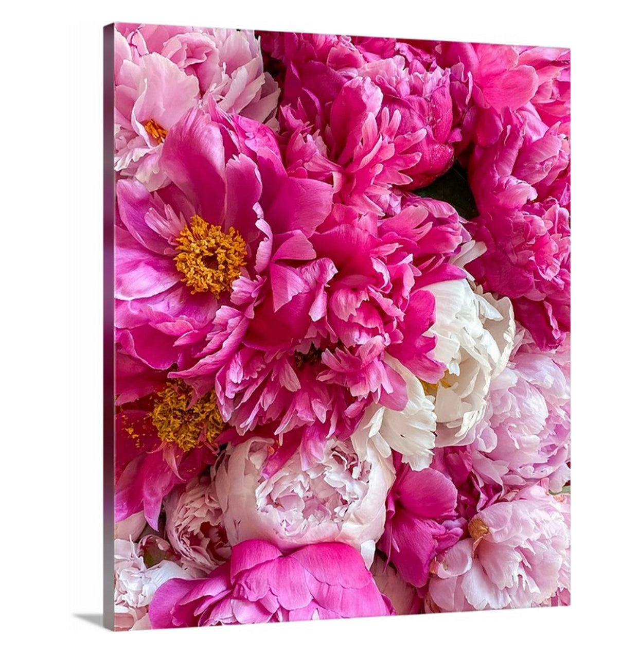 Open Pink Peonies Gallery Wrapped Canvas